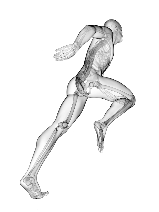 Human Body